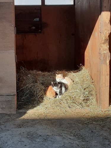 集まって暖をとっている猫たち