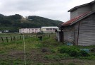 ニンジン畑で収穫中