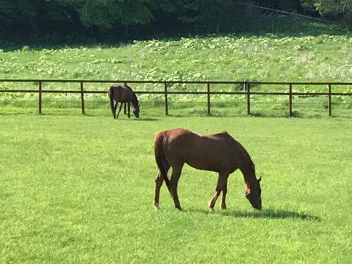 新しい牧場で青草を食べる馬たち
