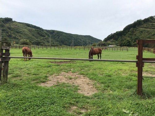 放牧中の馬たち