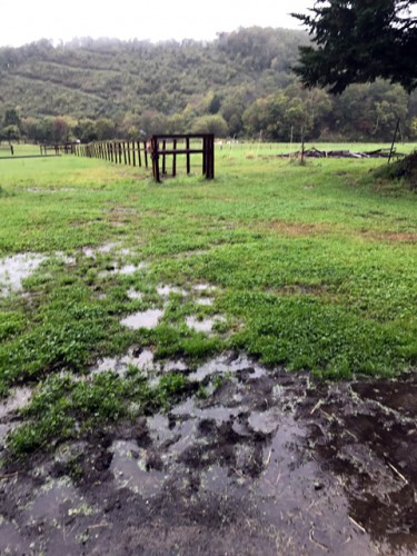 雨の牧場