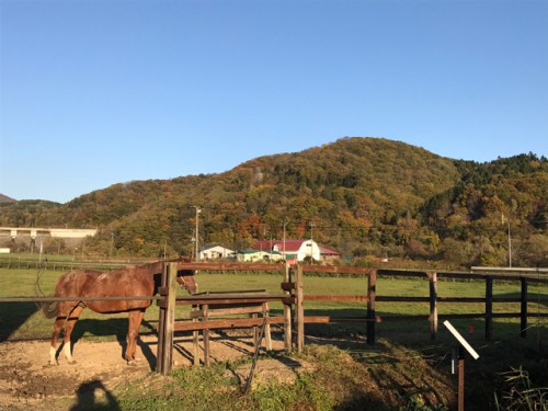 大分色づいてきた木々