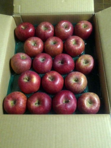 静岡県のY・O様よりりんごをいただきました。