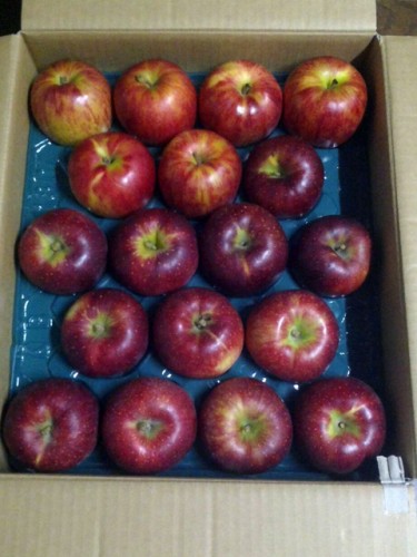 静岡県のO・Y 様よりりんごをいただきました！